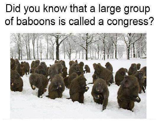 Congressional Baboons